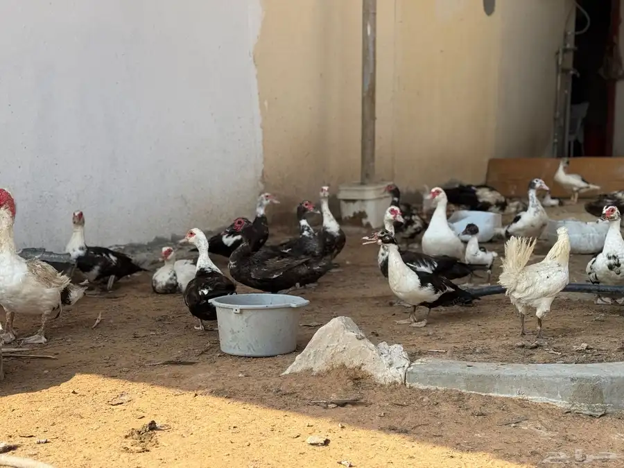 عروض بط مسكوفي الخرج كبار الحبة( 40 ريال) عندي 200 حبة حياك 9