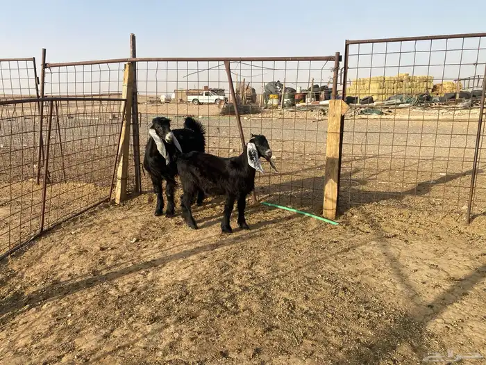 للبيع تبوس وجفره 10