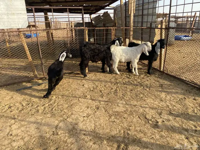 للبيع تبوس وجفره 5