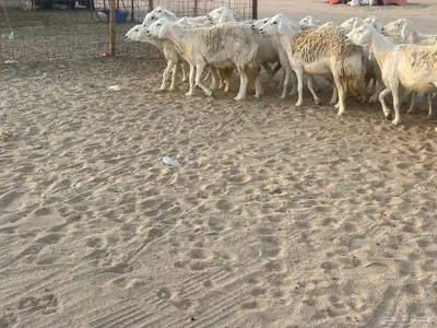 غنم مراح صنف الصنف فواخر. تم البيع 20