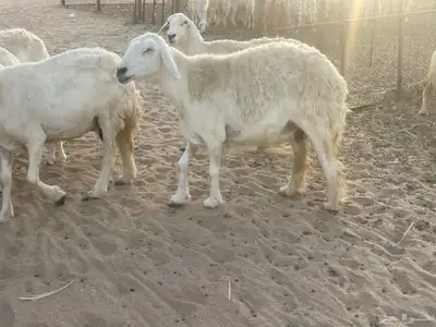 غنم مراح صنف الصنف فواخر. تم البيع 11