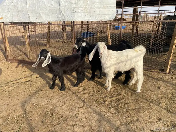 للبيع تبوس وجفره 0