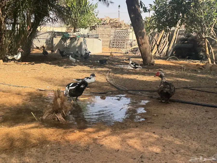 عروض بط مسكوفي الخرج كبار الحبة( 40 ريال) عندي 200 حبة حياك 6