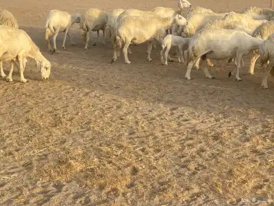 غنم مراح صنف الصنف فواخر. تم البيع 15