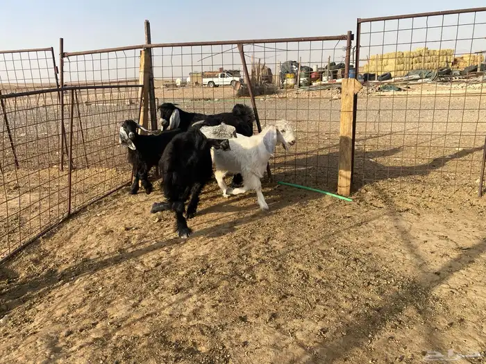 للبيع تبوس وجفره 13