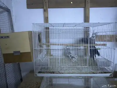 جوز كروان هولندي 2