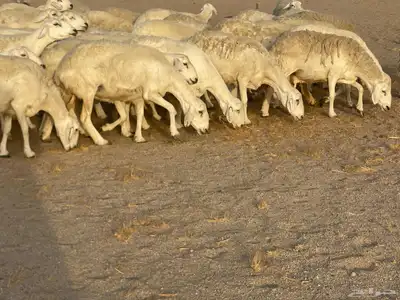 غنم مراح صنف الصنف فواخر. تم البيع 18