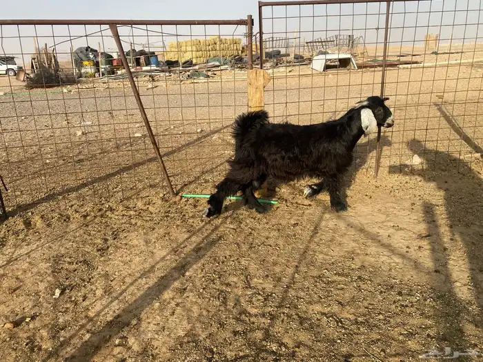 للبيع تبوس وجفره 7