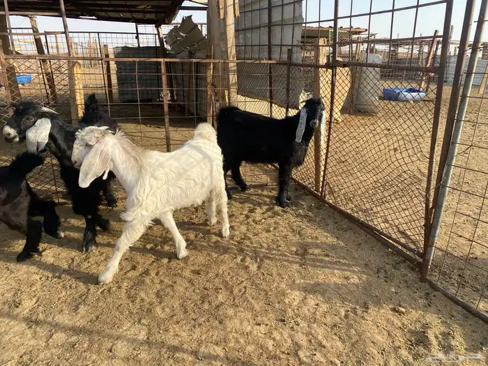 للبيع تبوس وجفره 2