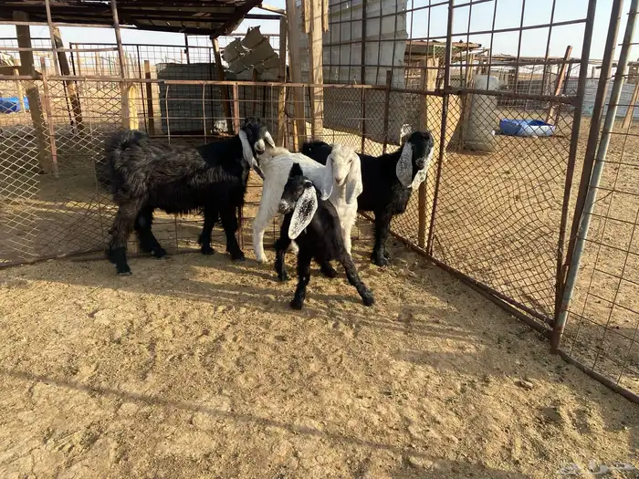 للبيع تبوس وجفره 1