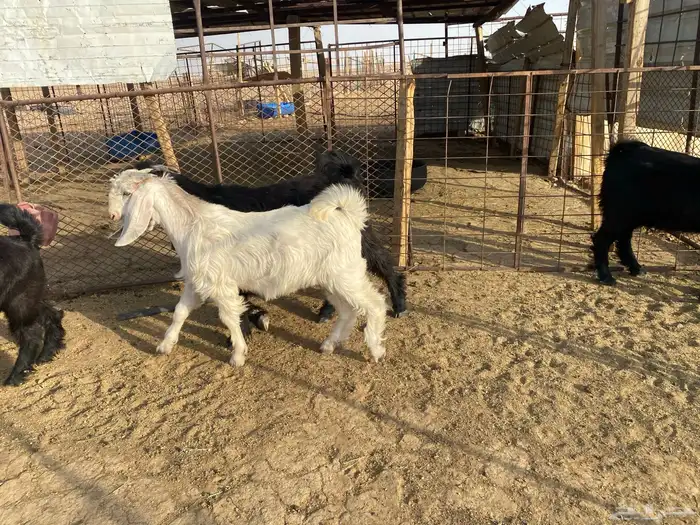 للبيع تبوس وجفره 3