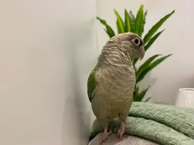 للبيع طير بغبغاء كنيور 3