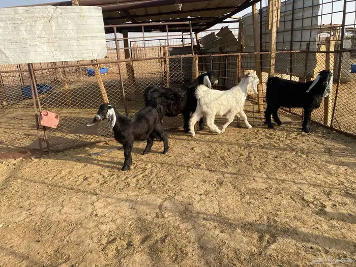 للبيع تبوس وجفره 6