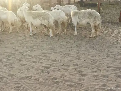 غنم مراح صنف الصنف فواخر. تم البيع 14