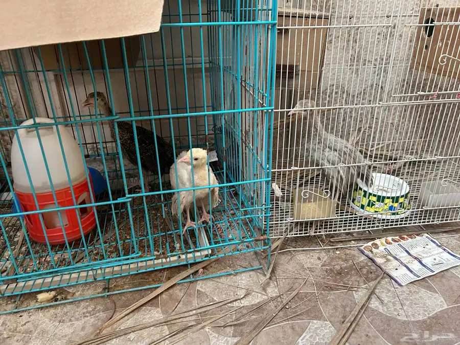ديك ودجاج رومي 0