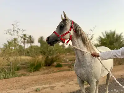 فرس مصرية بيور (مبيوع) 0