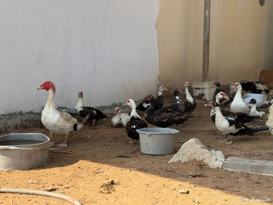 عروض بط مسكوفي الخرج كبار الحبة( 40 ريال) عندي 200 حبة حياك 11