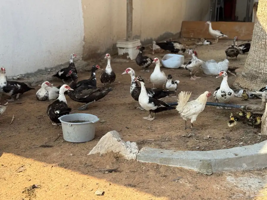 عروض بط مسكوفي الخرج كبار الحبة( 40 ريال) عندي 200 حبة حياك 10