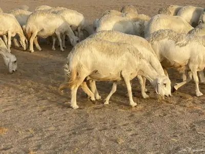 غنم مراح صنف الصنف فواخر. تم البيع 19