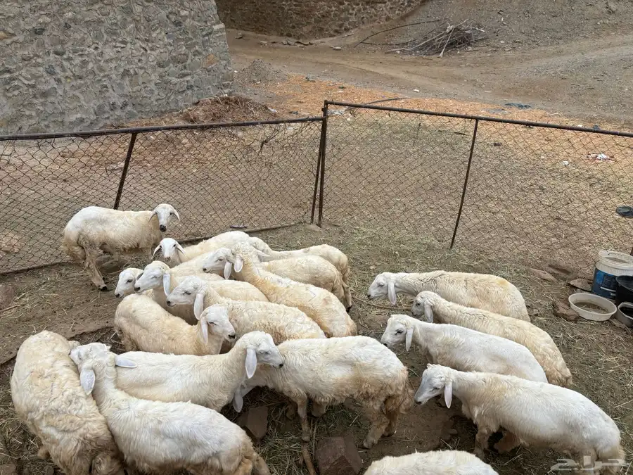 طليان ورخال للبيع 0