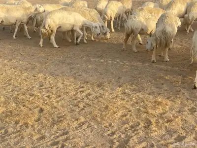 غنم مراح صنف الصنف فواخر. تم البيع 16