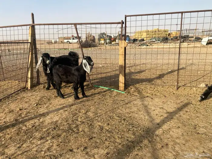 للبيع تبوس وجفره 11