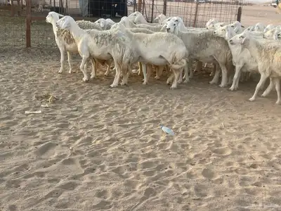 غنم مراح صنف الصنف فواخر. تم البيع 21