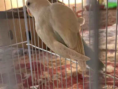 مفقود طير روز 0