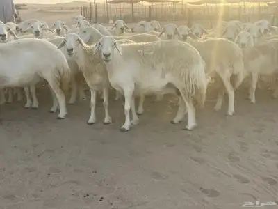غنم مراح صنف الصنف فواخر. تم البيع 12