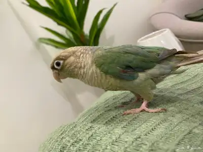 للبيع طير بغبغاء كنيور 2