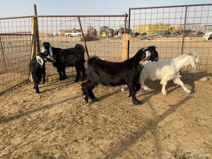 للبيع تبوس وجفره 12