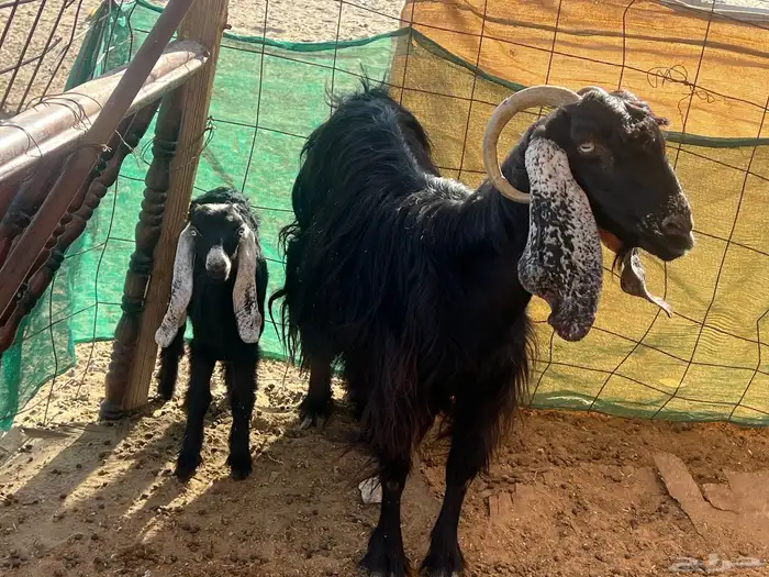 عارضي معاها جفره عمر شهر 0