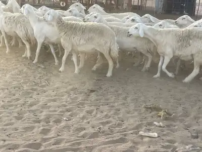 غنم مراح صنف الصنف فواخر. تم البيع 22