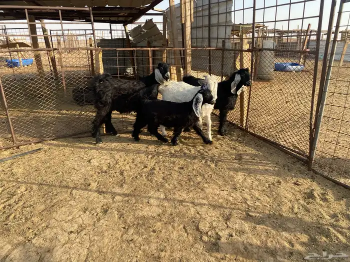 للبيع تبوس وجفره 4