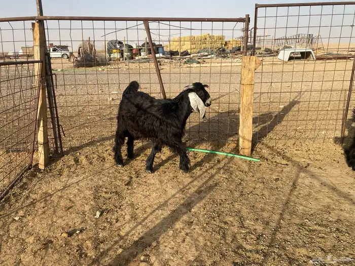 للبيع تبوس وجفره 8