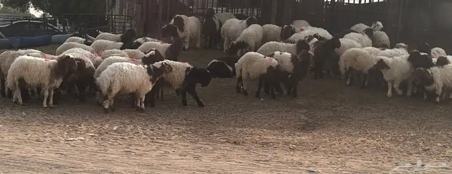 ذبايح 0