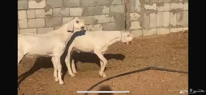 تيس ابيض 0