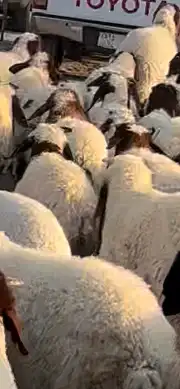 بهم نعيم بلدي فاخر شعره وطرف 1