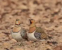قطا عراقي 0