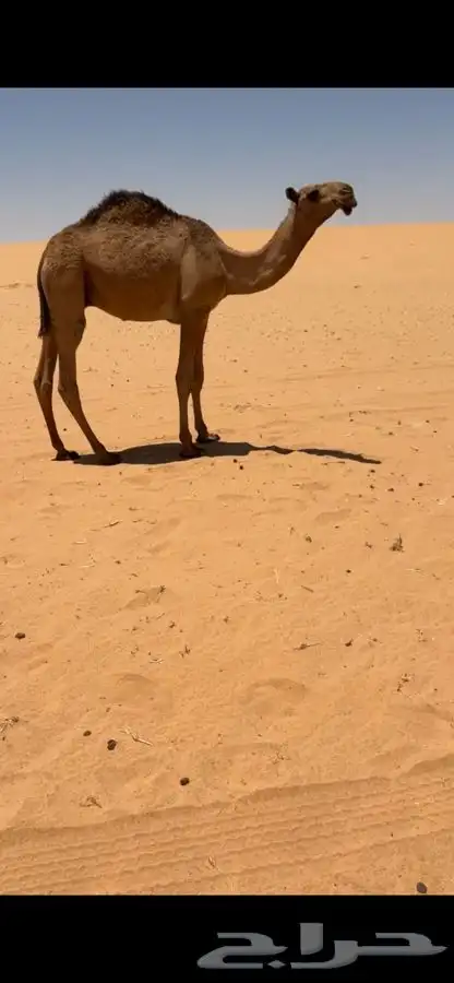 قعود للبيع 0