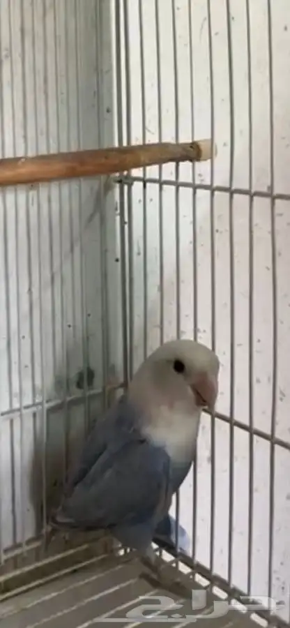 عصافير روز 3