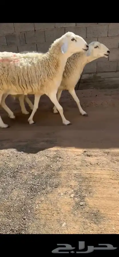 للبيع شياه حريات خصم الخصم 1