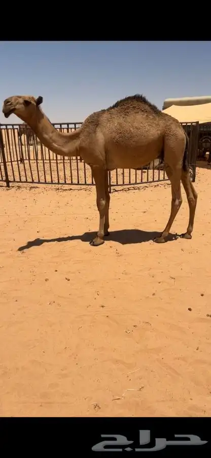 قعود للبيع 1