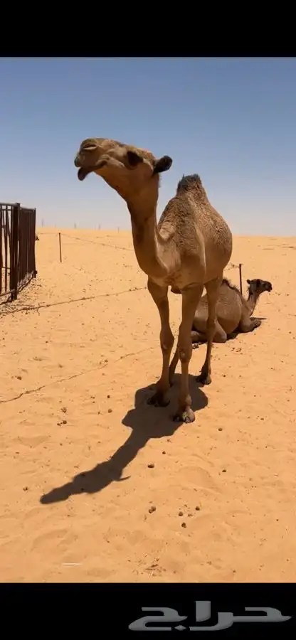 قعود للبيع 3