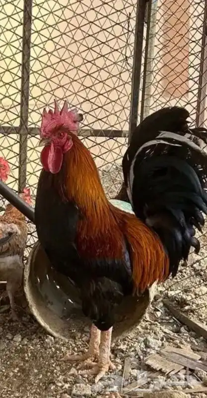 ديك بلدي 0