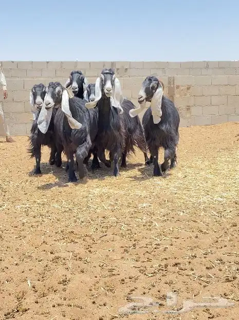معزا عوارض صنف 160 راس ( تم البيع ) 52