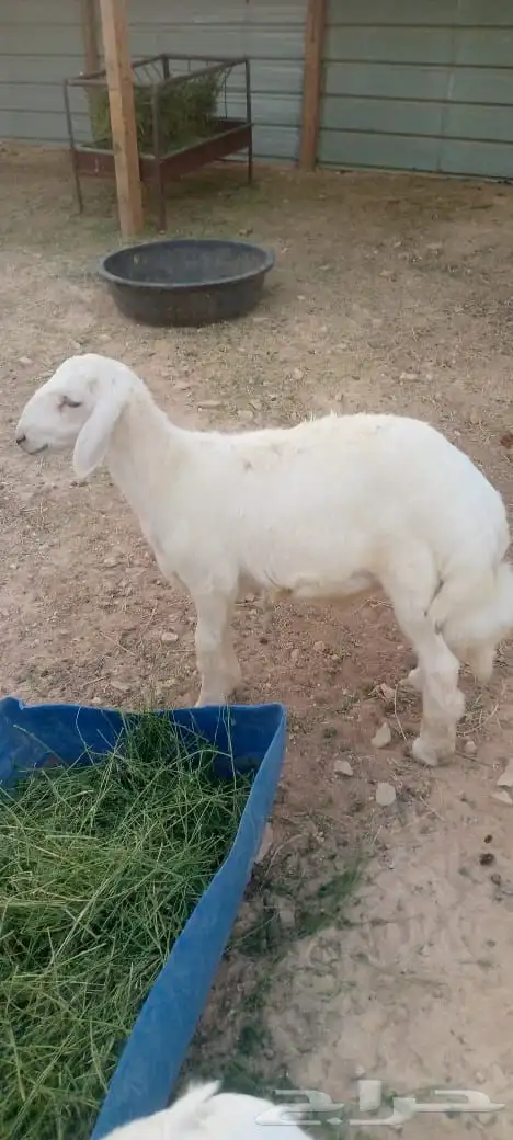 تيوس و خروف 3