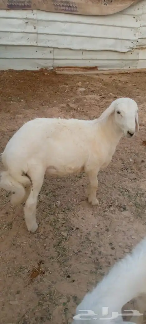 تيوس و خروف 4
