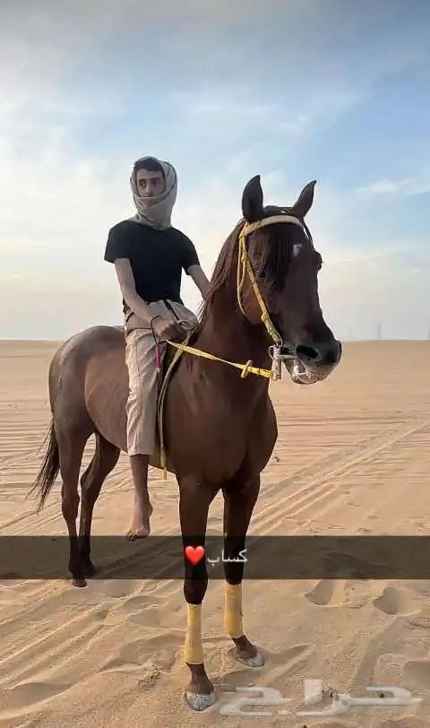 حصان شعبي حار 1