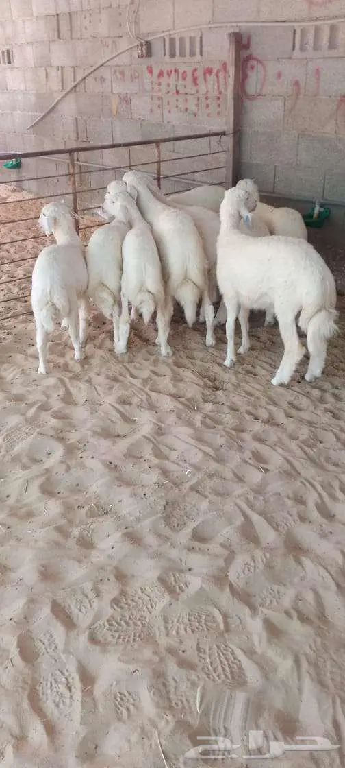 طليان فاخره 1